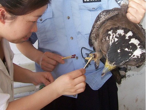 如何救助受傷的鳥？